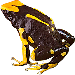 Oelemarie Dart Frog